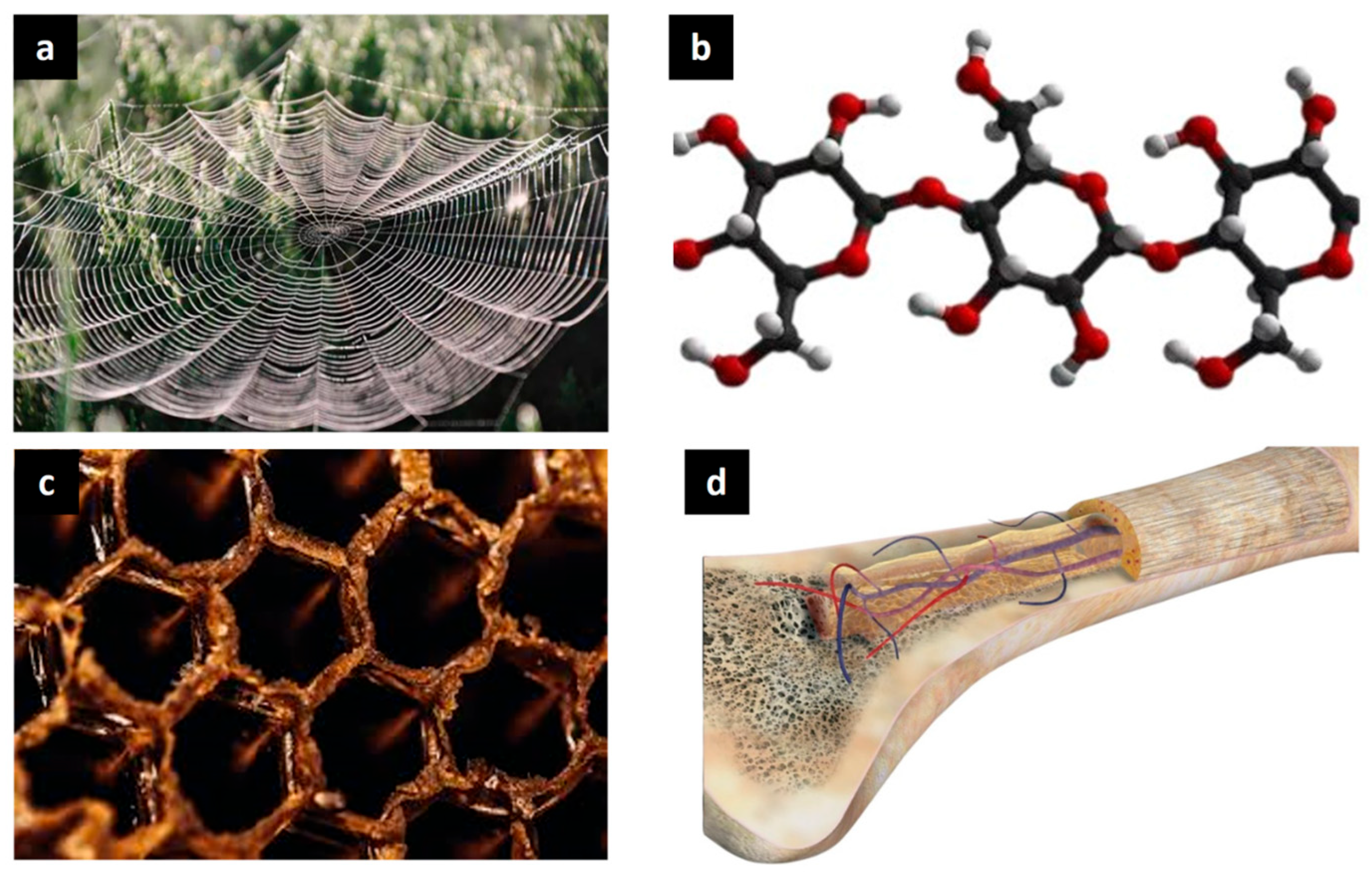 Biomimetics 10 00458 g001 Biomimetics 10 00458 g001