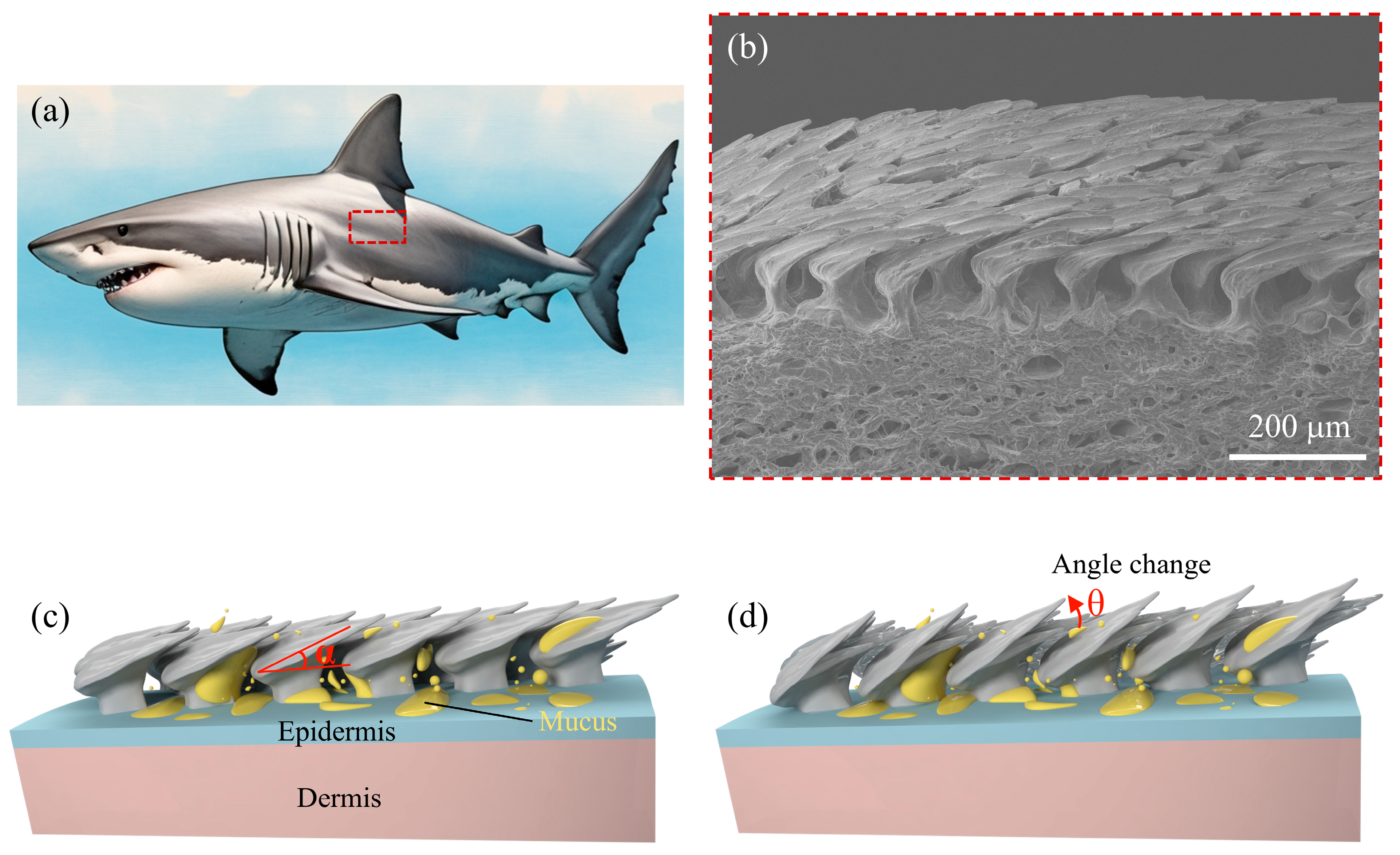 Biomimetics 10 00479 g001 Biomimetics 10 00479 g001