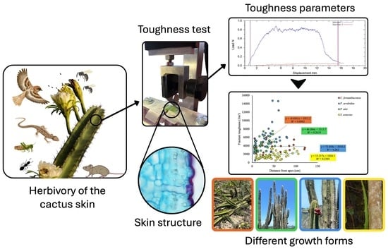 Survival Is Skin Deep: Toughness of the Outer Cactus Stem with Insights ...