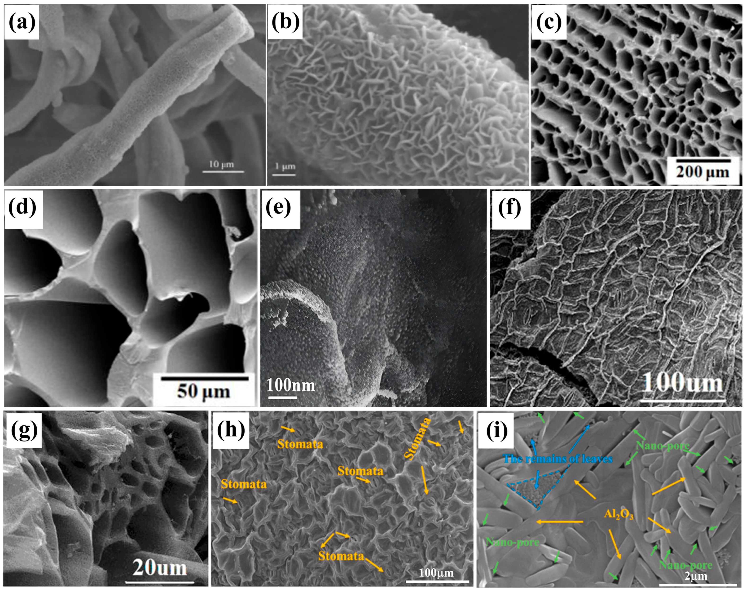 Biomimetics 10 00521 g001 Biomimetics 10 00521 g001