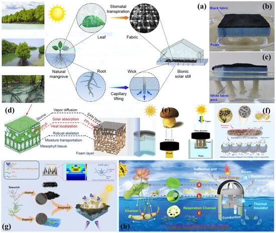 Biomimetics 10 00521 g013
