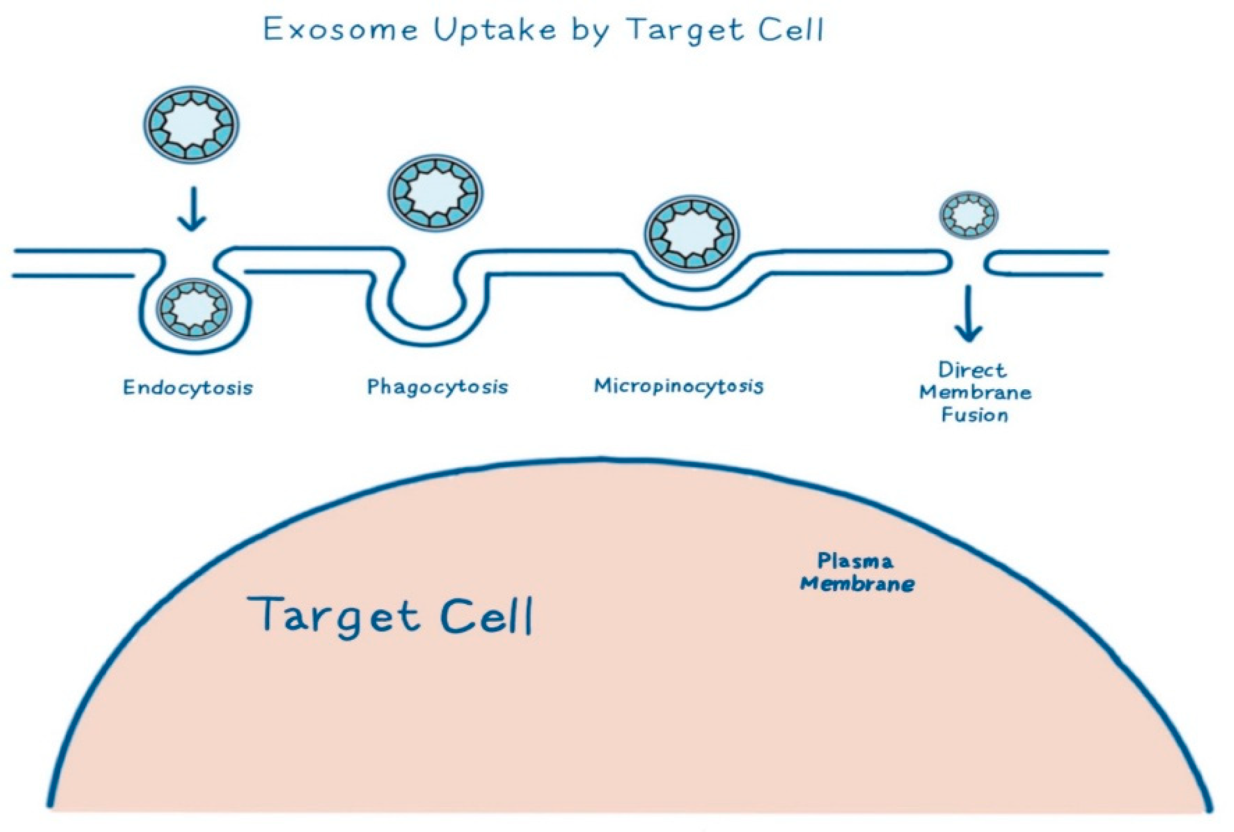Therapeutic Potential of Stem Cell-Derived Exosomes in Skin Wound ...