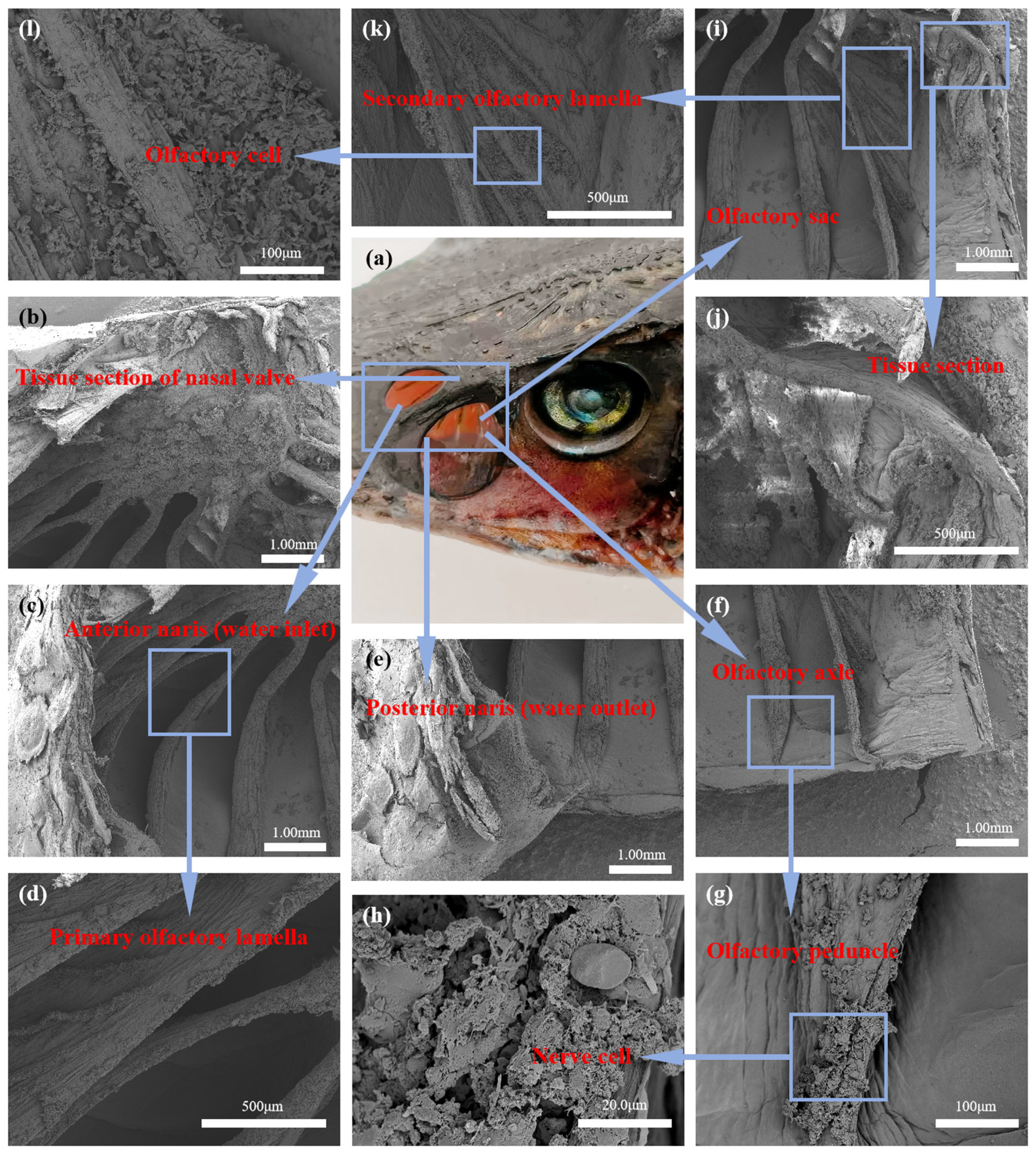 Biomimetics 10 00555 g001 Biomimetics 10 00555 g001