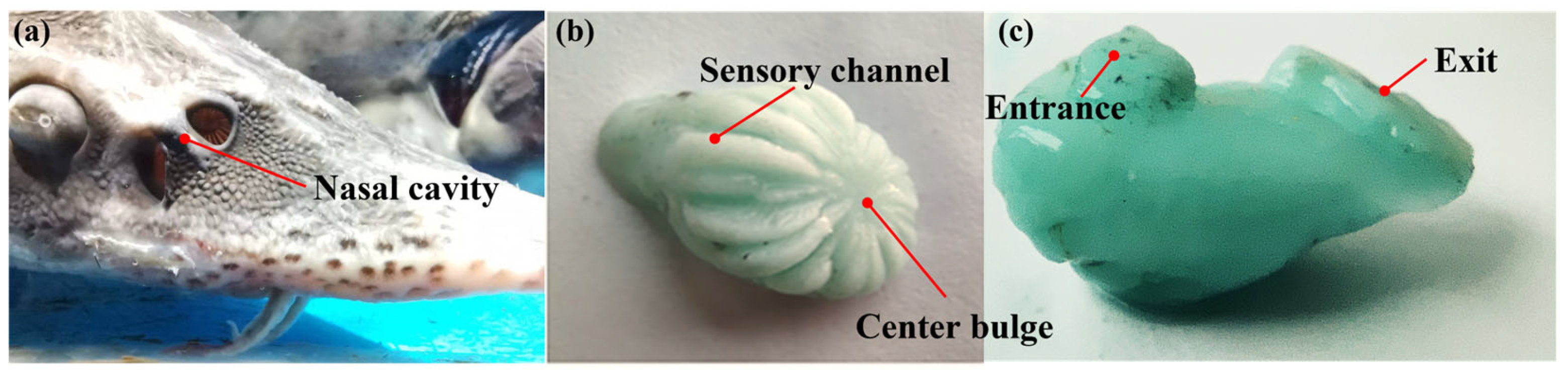 Biomimetics 10 00555 g003 Biomimetics 10 00555 g003