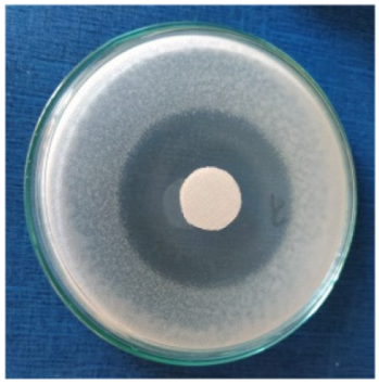 Biomimetics 10 00737 i001