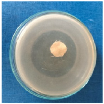 Biomimetics 10 00737 i002