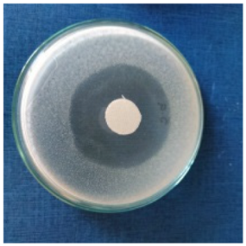 Biomimetics 10 00737 i003