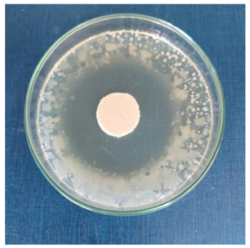 Biomimetics 10 00737 i007