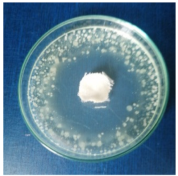 Biomimetics 10 00737 i008