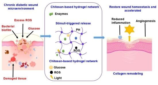 Stimuli-Responsive Chitosan Hydrogels for Diabetic Wound Management ...