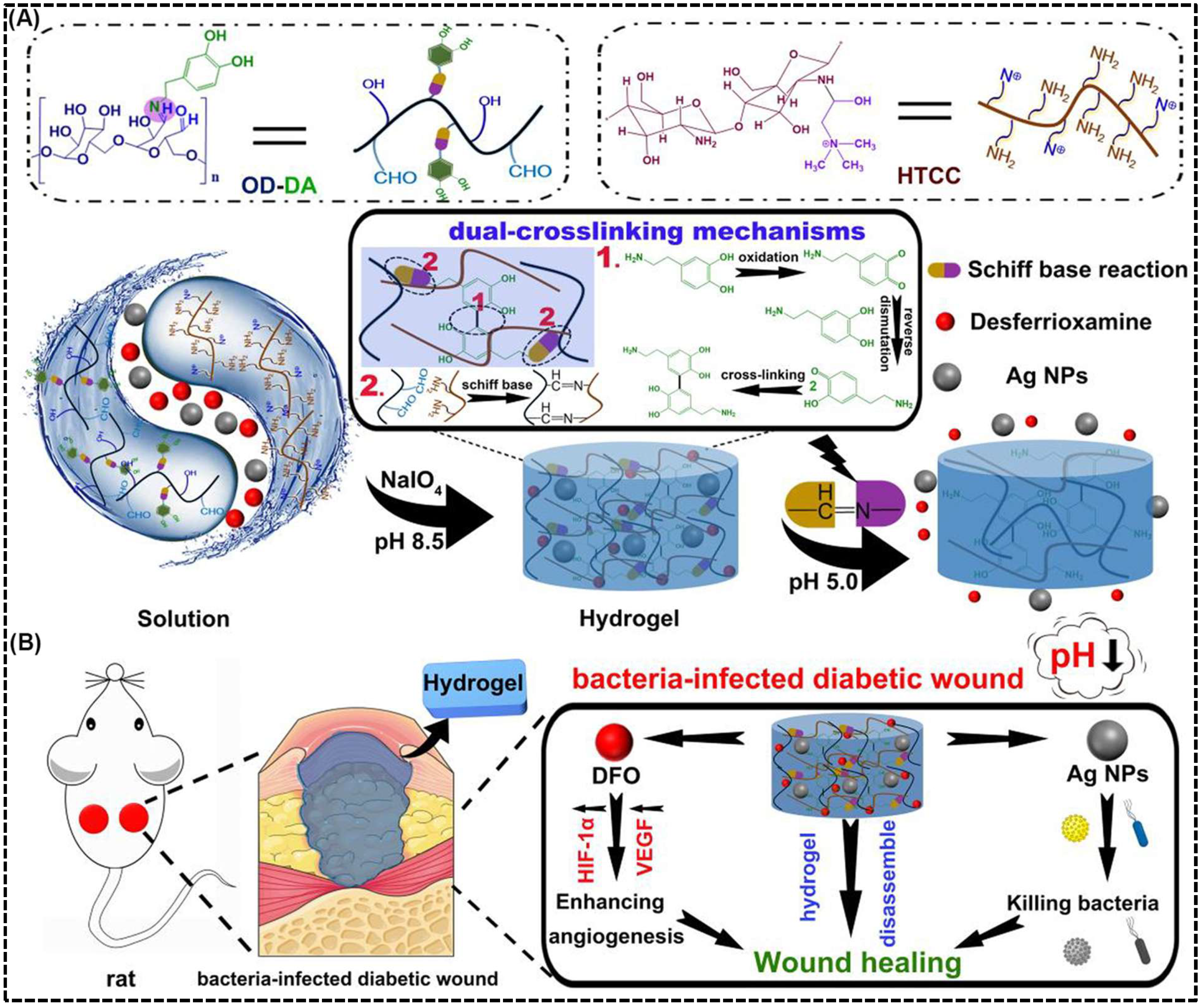 Stimuli-Responsive Chitosan Hydrogels for Diabetic Wound Management ...