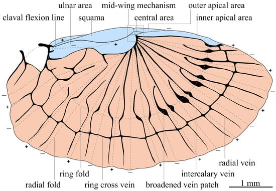 Schematic drawing of the dermapteran hindwing, modified after [1,2]. The marginal area is highlighted in blue, and the anal fan in orange. Dashed lines indicate fold lines, whereas + marks a mountain fold and − marks a valley fold.