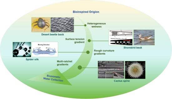 Biological surfaces with water collection function: spider silk, shorebird beak, cactus spine, and desert beetle back [30,31,32,33,34].
