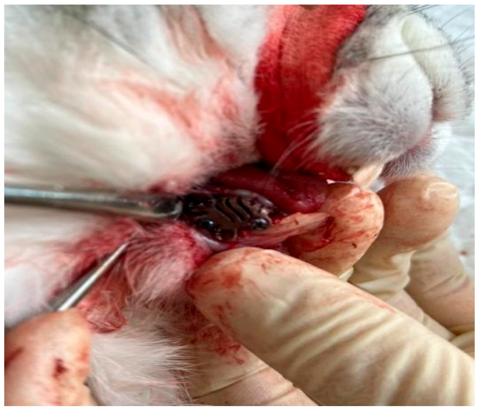 Biomimetics 11 00091 g001 Biomimetics 11 00091 g001