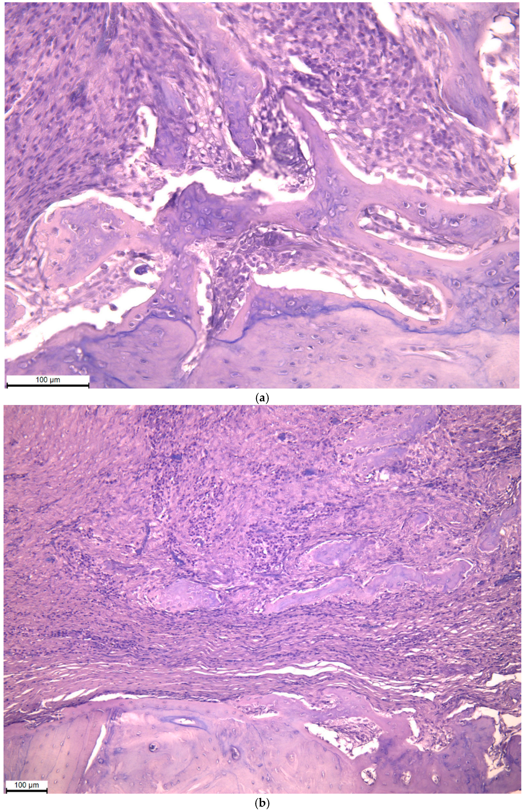 Biomimetics 11 00091 g006 Biomimetics 11 00091 g006