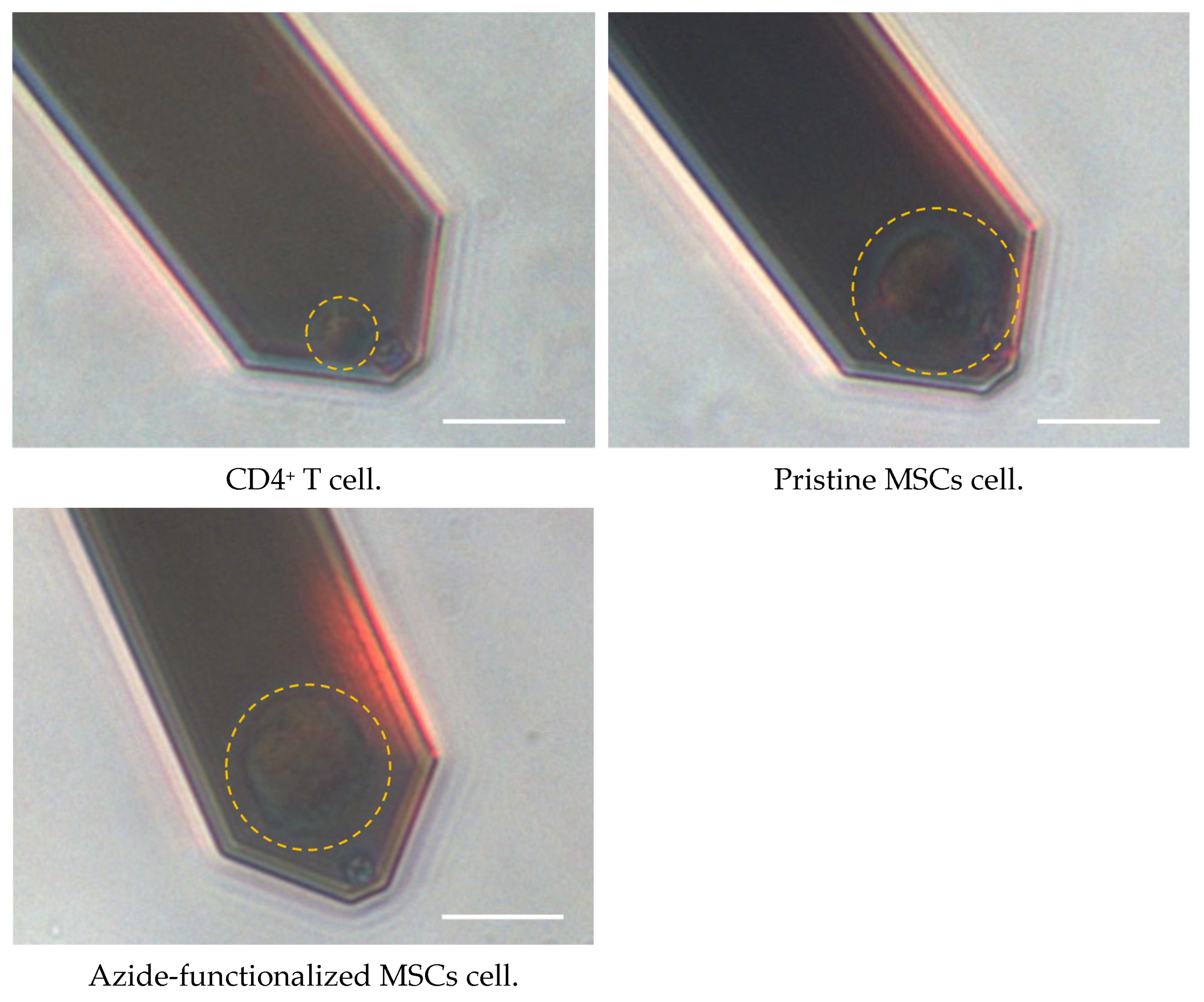 Biomimetics 11 00095 g009 Biomimetics 11 00095 g009