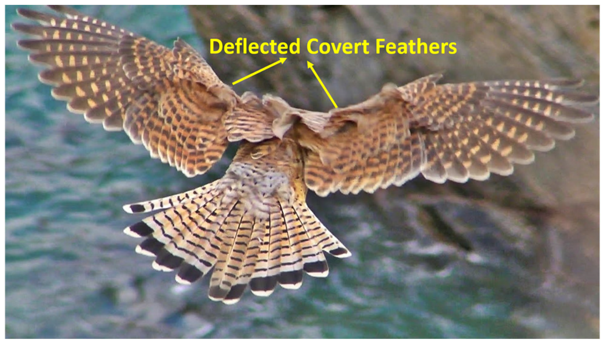 Biomimetics 11 00109 g001 Biomimetics 11 00109 g001