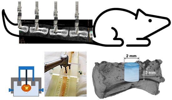 Biomimetics 11 00114 g001