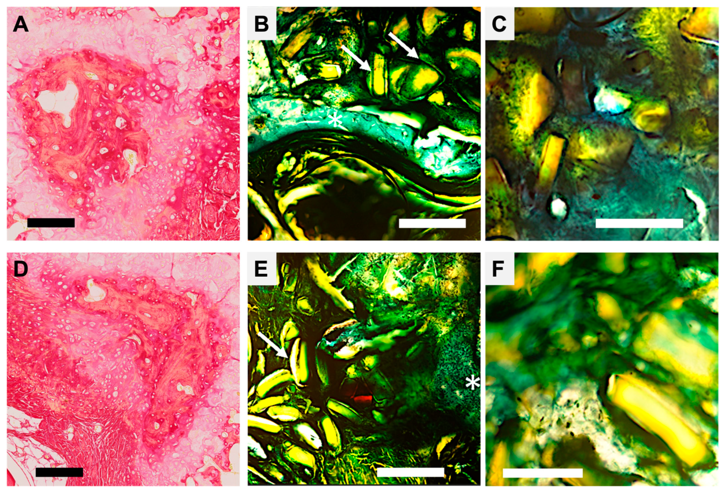 Biomimetics 11 00114 g004