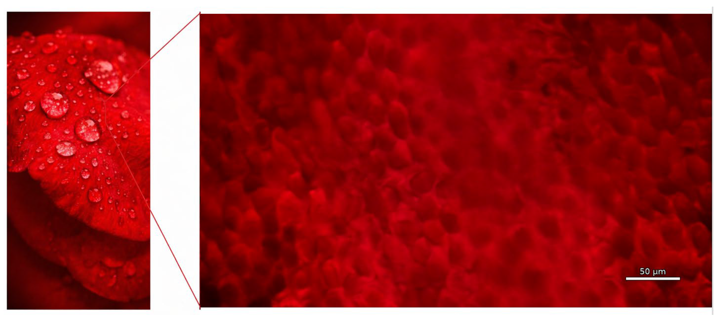 Biomimetics 11 00164 g001 Biomimetics 11 00164 g001