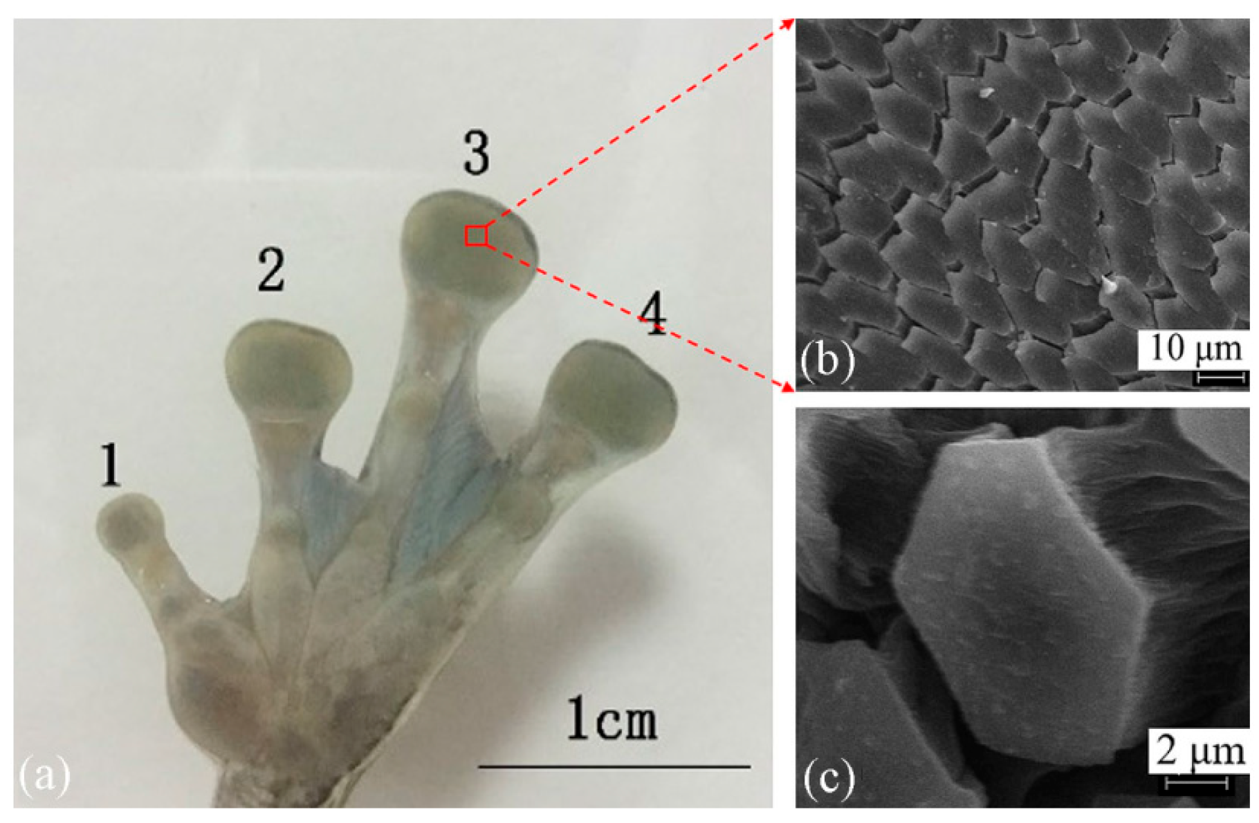Biomimetics 11 00271 g002 Biomimetics 11 00271 g002