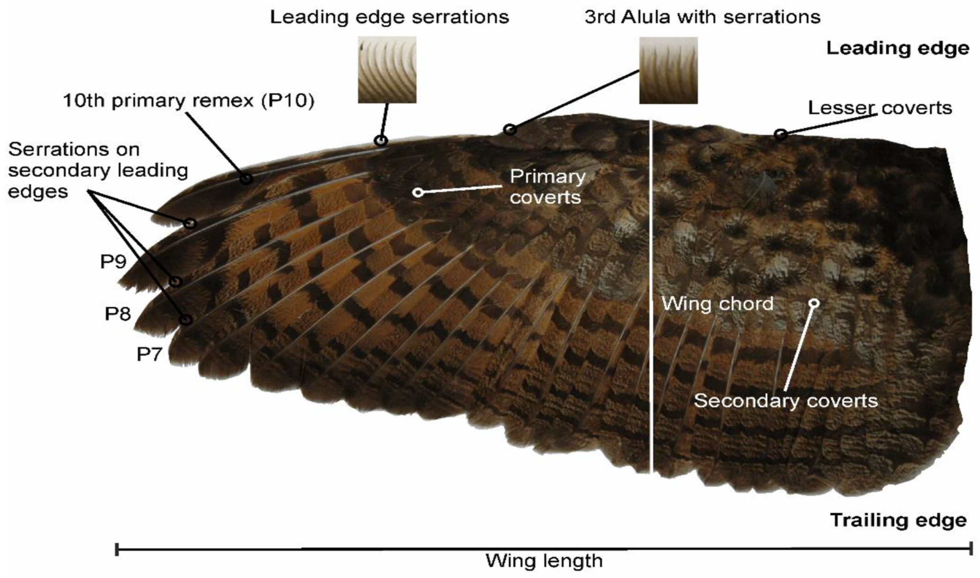 Biomimetics 11 00313 g004 Biomimetics 11 00313 g004