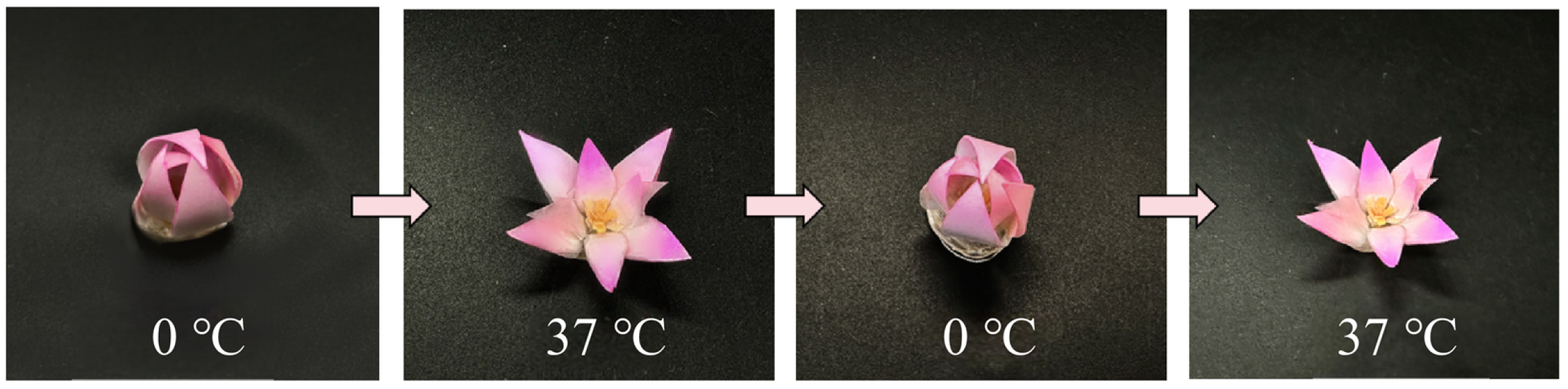 Biomimetics 11 00345 g007 Biomimetics 11 00345 g007