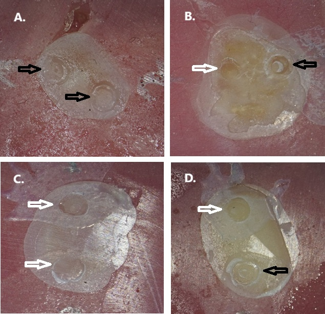 Biomimetics 11 00358 g002 Biomimetics 11 00358 g002