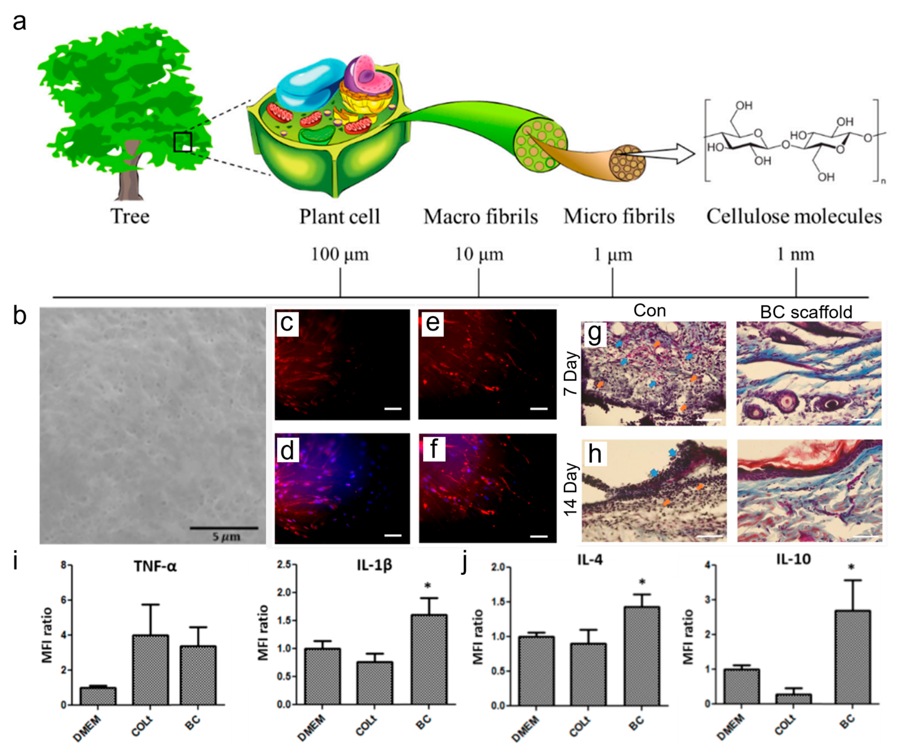Biomimetics 11 00429 g003 Biomimetics 11 00429 g003