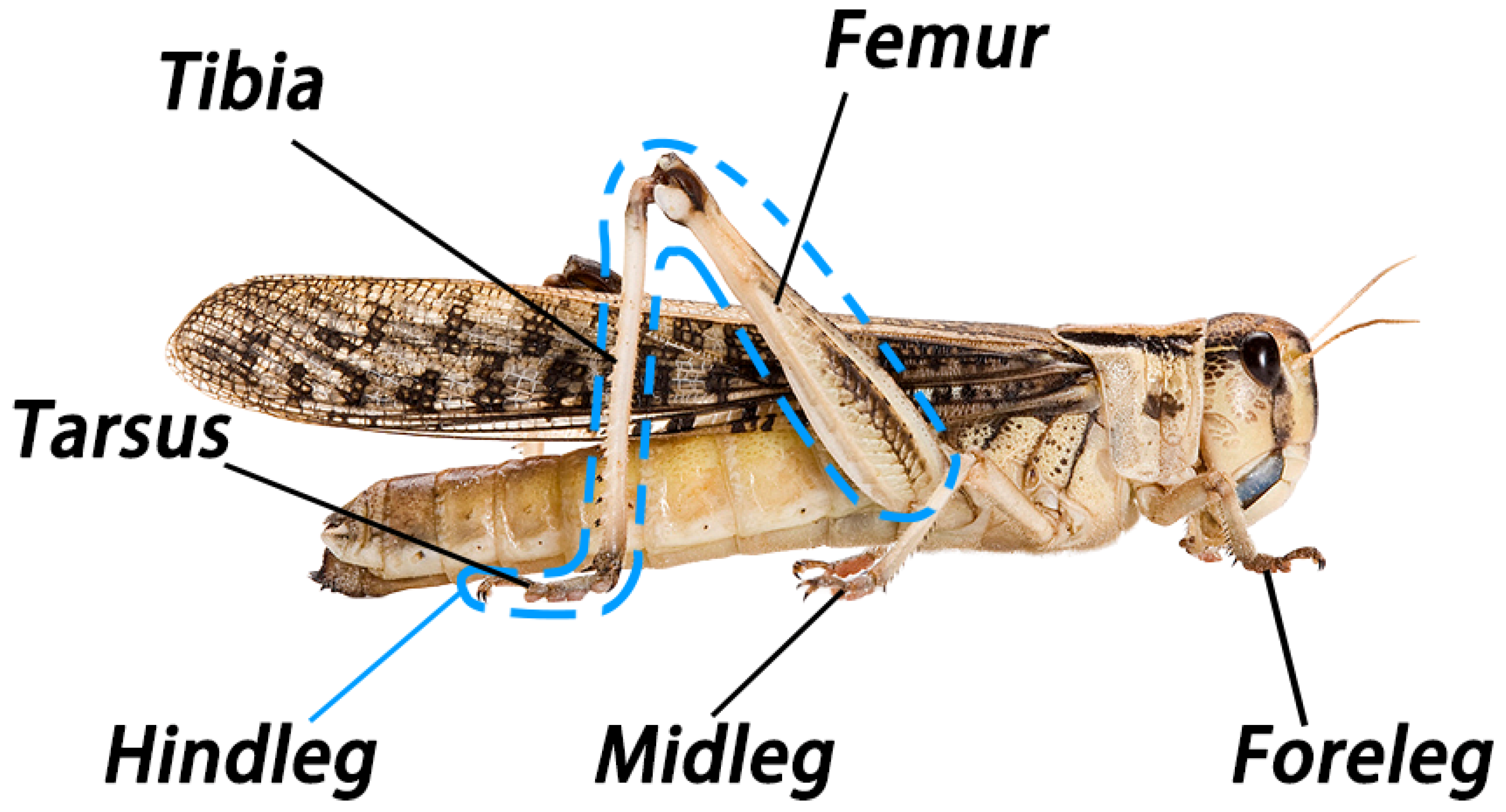 Biomimetics 11 00627 g002 Biomimetics 11 00627 g002