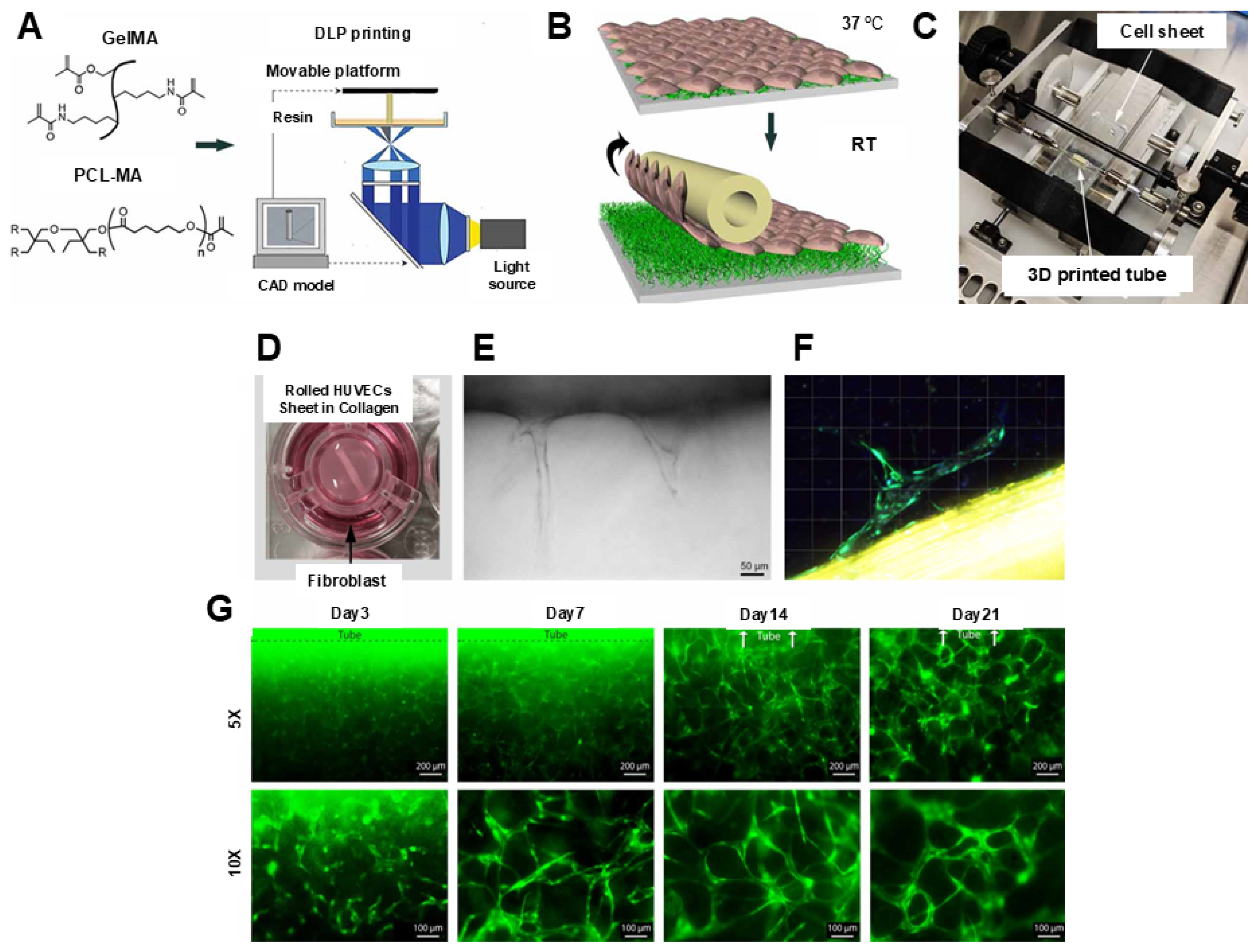 Biomimetics 11 00668 g003 Biomimetics 11 00668 g003