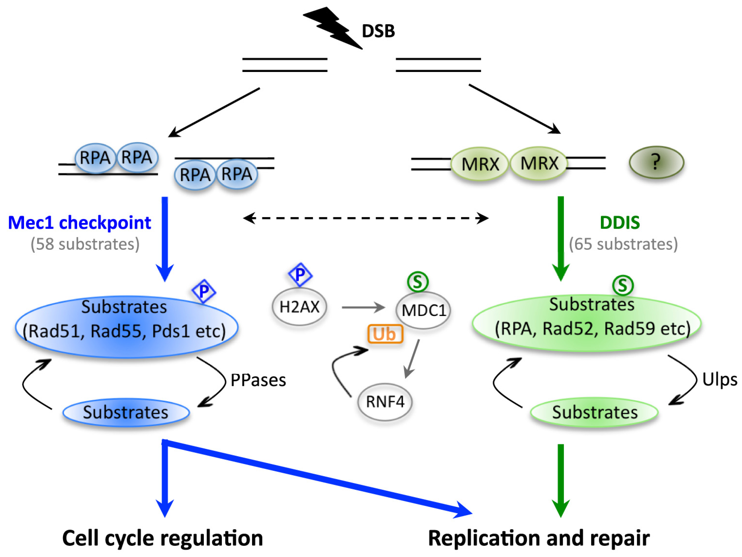 Biomolecules 02 00376 g002