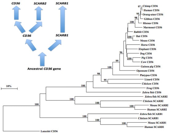 Biomolecules 02 00389 g005 550