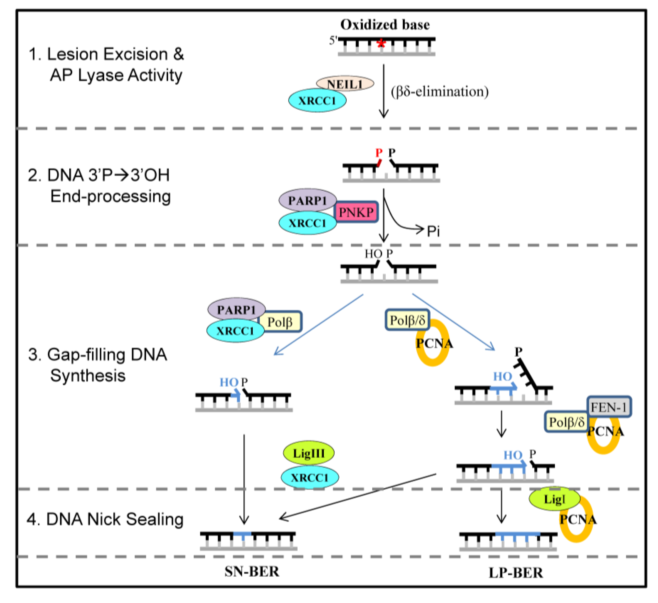 Biomolecules 02 00564 g001