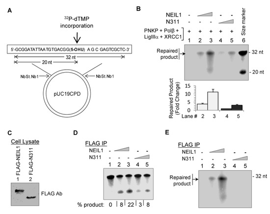 Biomolecules 02 00564 g004 550