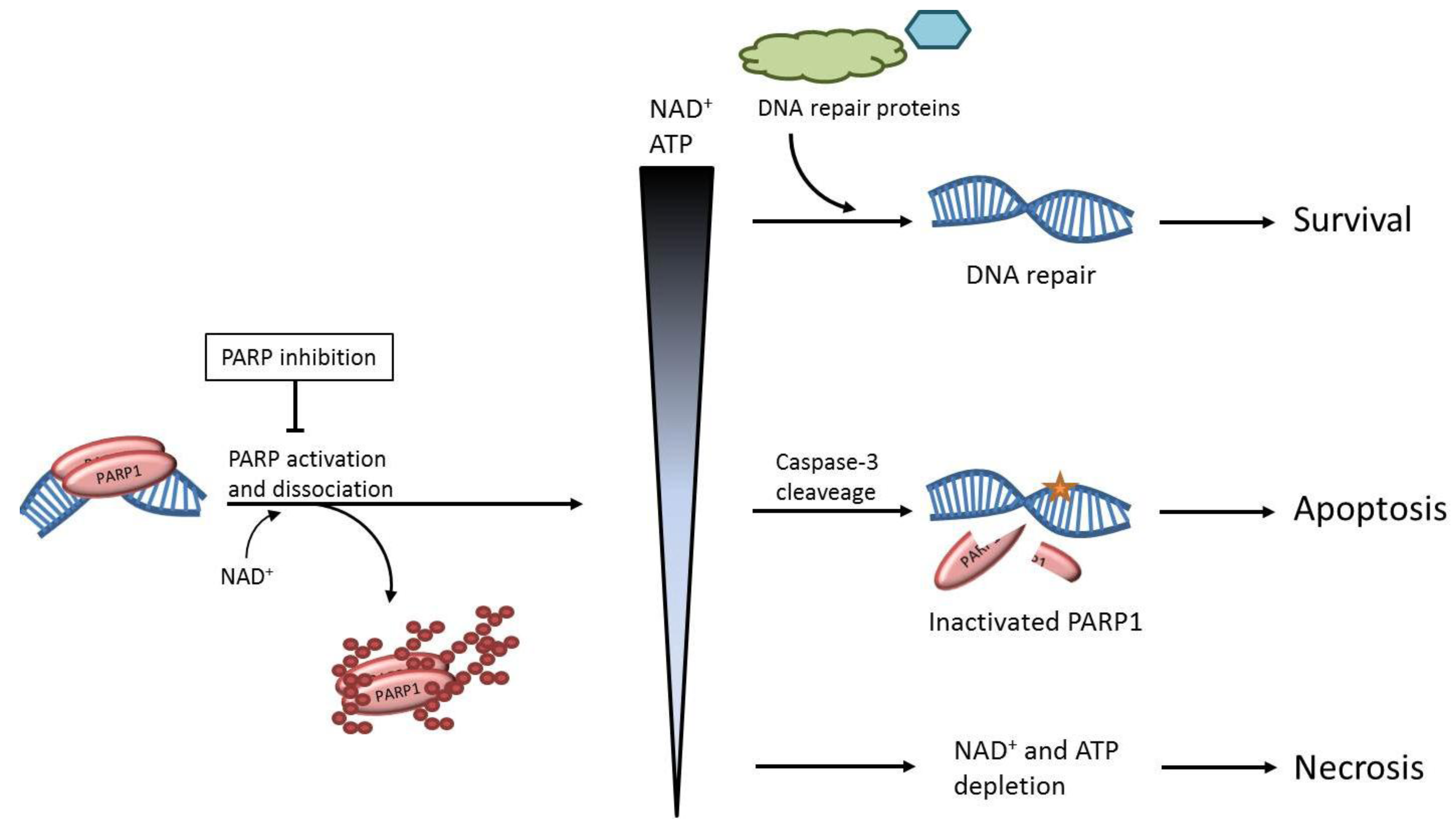 Biomolecules 02 00635 g001