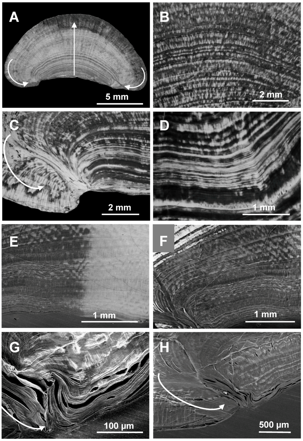 Biomolecules 03 00018 g002 1024