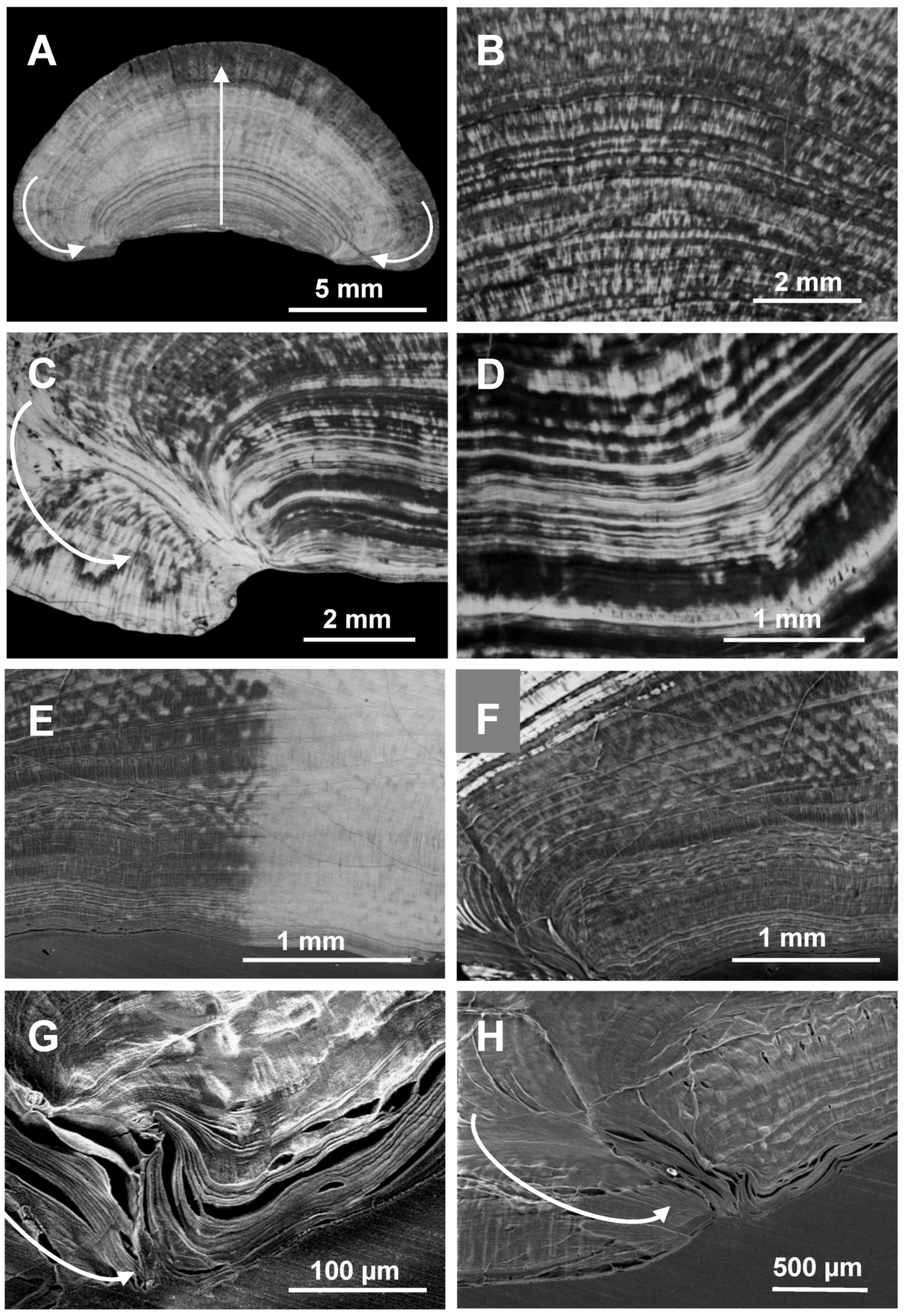 Biomolecules 03 00018 g002