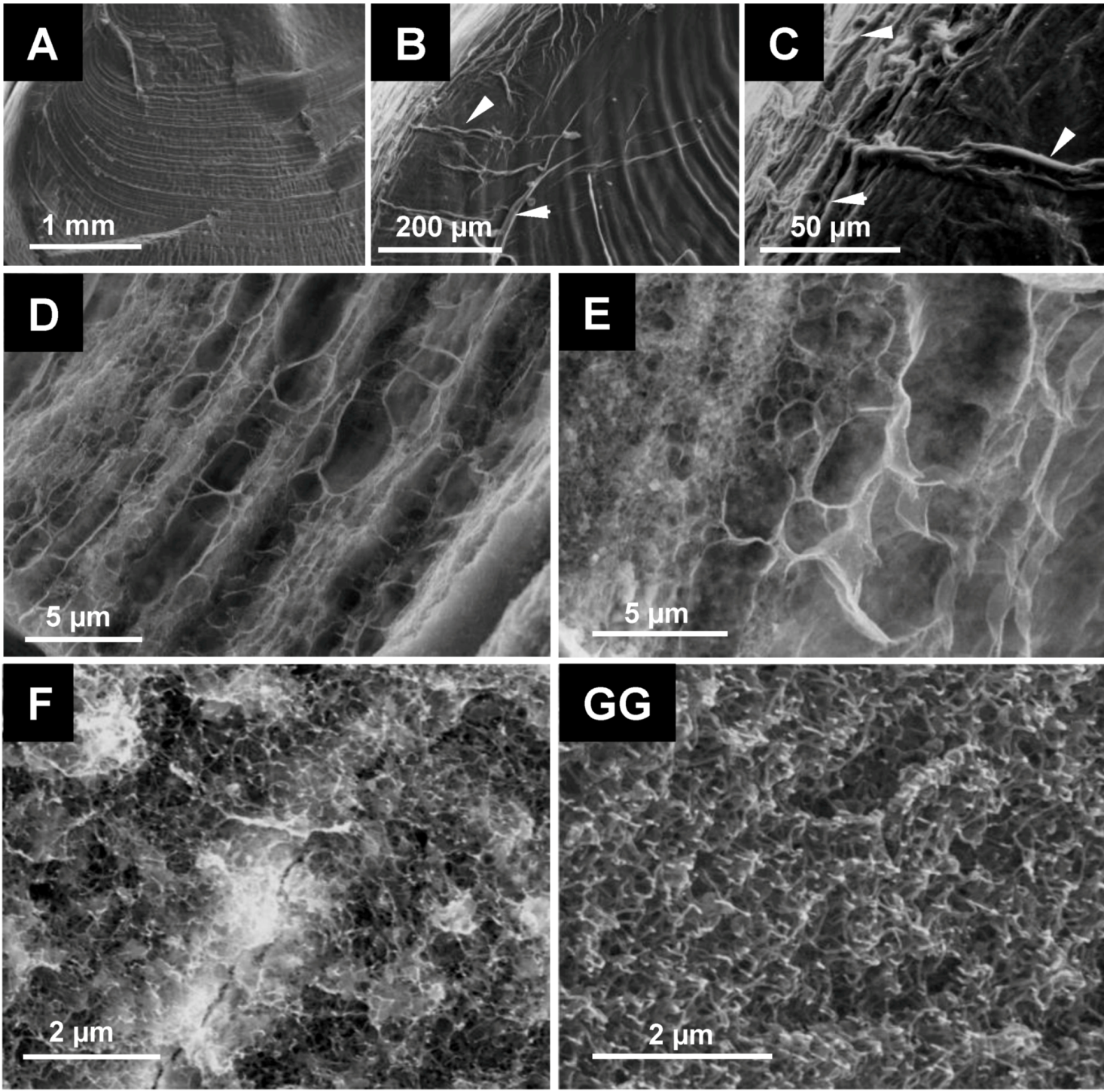 Biomolecules 03 00018 g003
