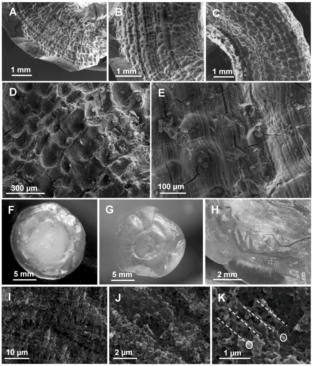 Biomolecules 03 00018 g004 1024