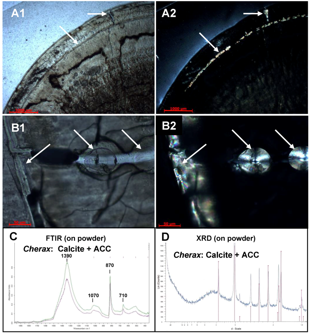 Biomolecules 03 00018 g006 1024