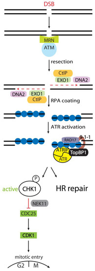 Biomolecules 03 00072 g001 550