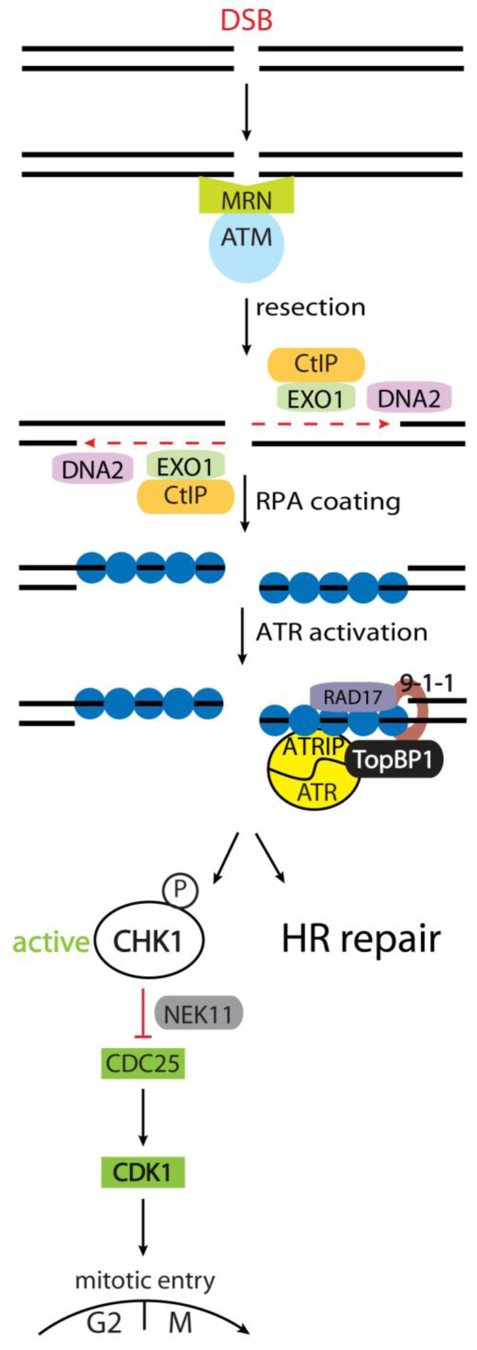 Biomolecules 03 00072 g001