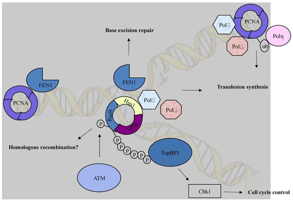Biomolecules 03 00075 g001 1024