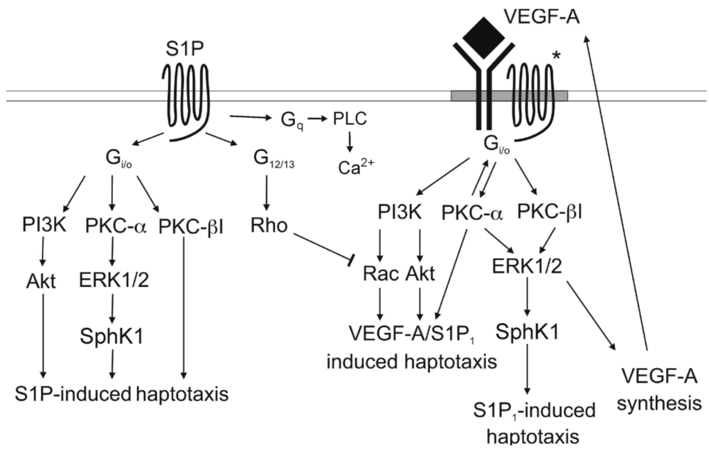 Biomolecules 03 00303 g001 1024
