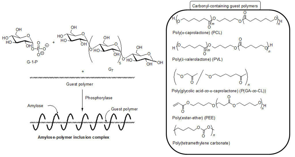 Biomolecules 03 00369 g007 1024