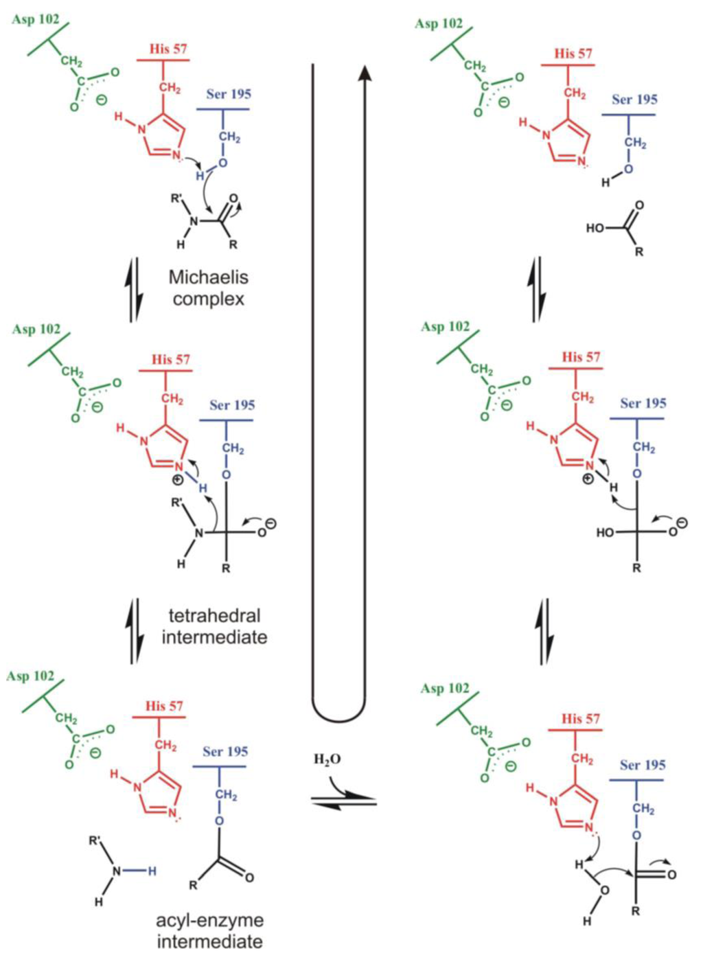 Biomolecules 03 00662 g002 1024