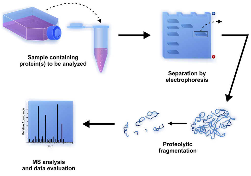 Biomolecules 03 00923 g004 1024