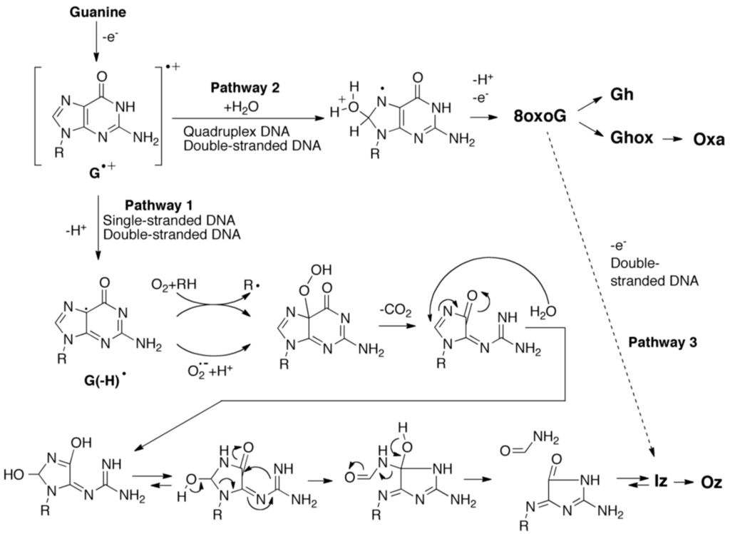 Biomolecules 04 00140 g015 1024
