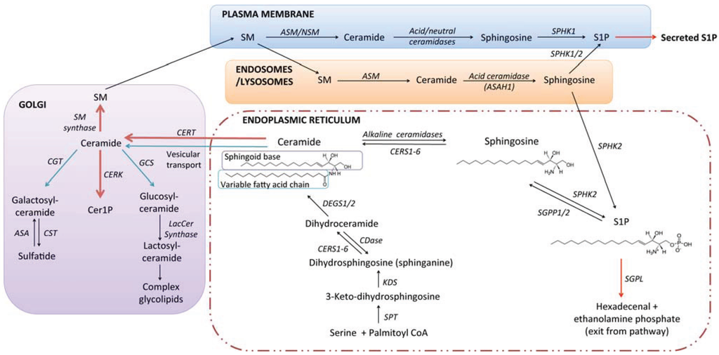 Biomolecules 04 00315 g001 1024